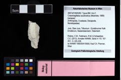 NHMW-GEO-2007z0149-0283_Ol_01.tifCracensigillatus acutirostrus (Moericke, 1889)  (NHMW-GEO-2007z0149-0283)
